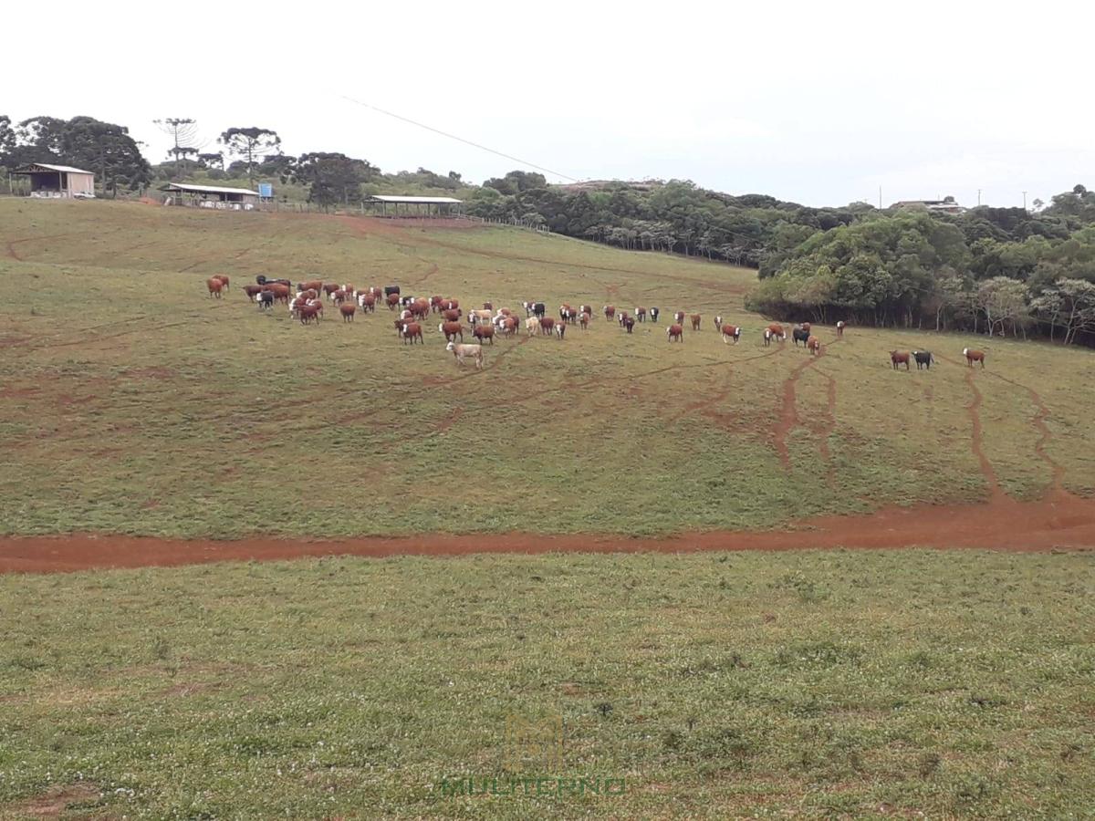 ÁREA À VENDA EM VACARIA - Muliterno Assessoria em Imóveis  44.427.652/0001-82